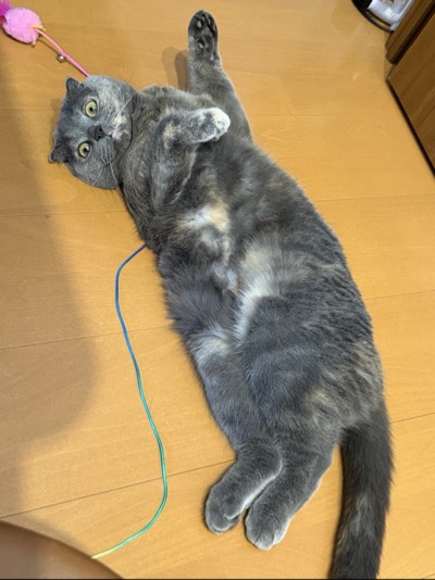 ティアの写真