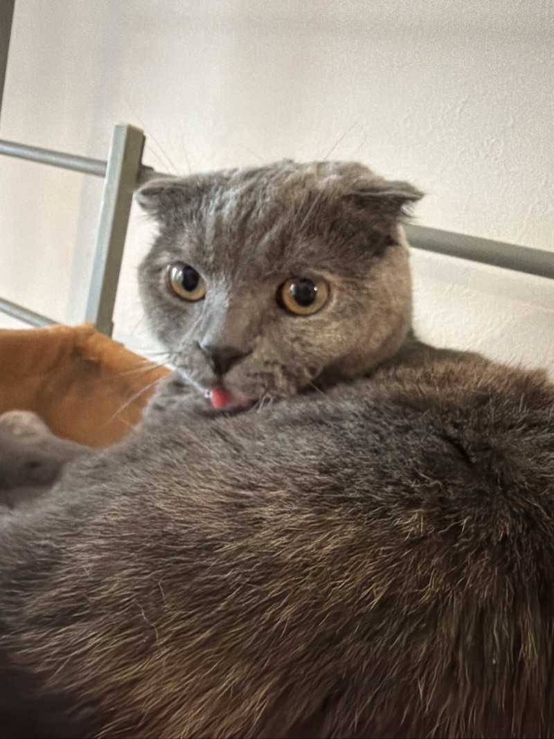 ティアの写真