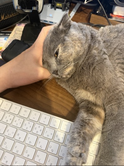 ティアの写真