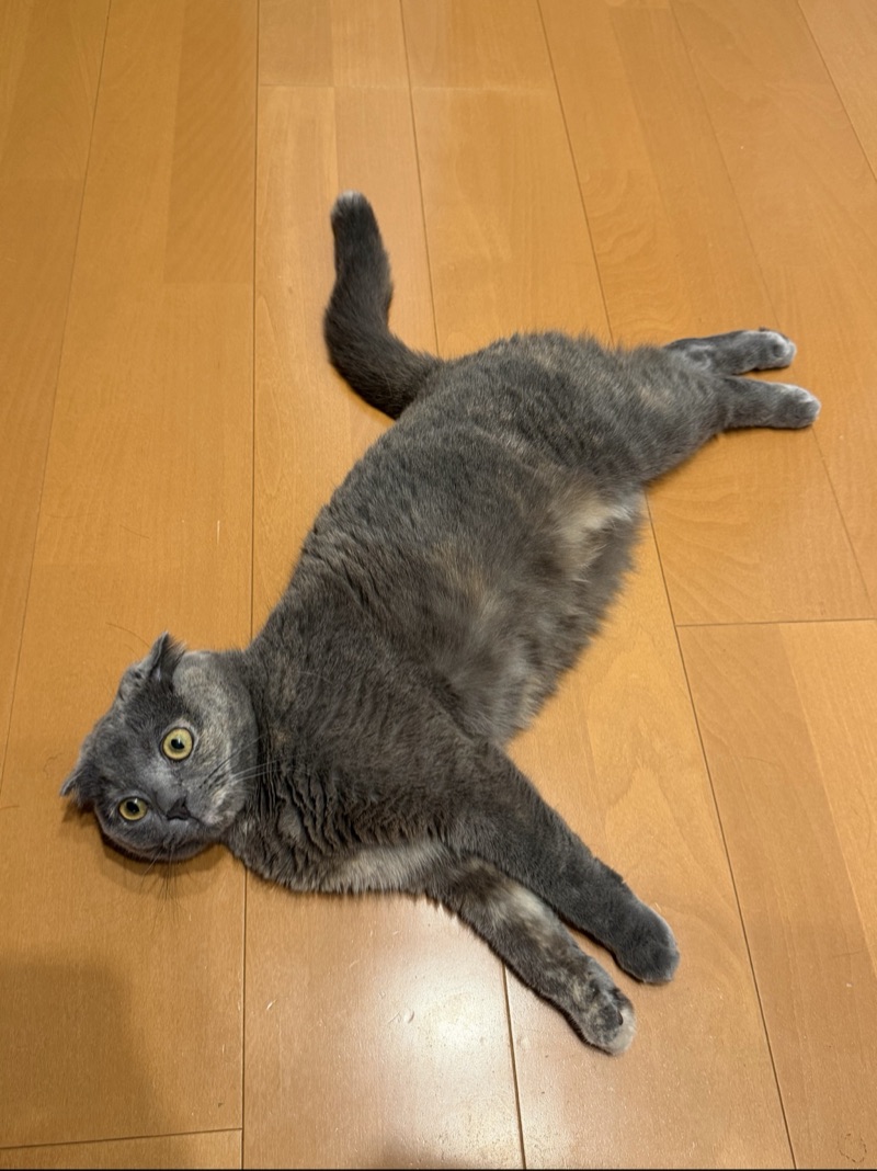 ティアの写真