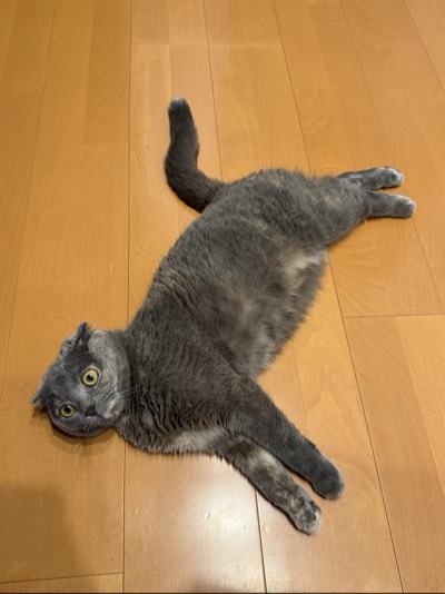 ティアの写真