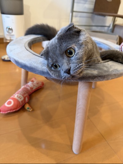 ティアの写真
