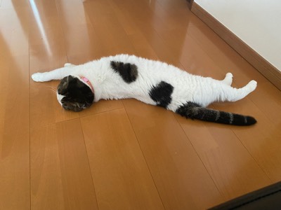 ひめの写真