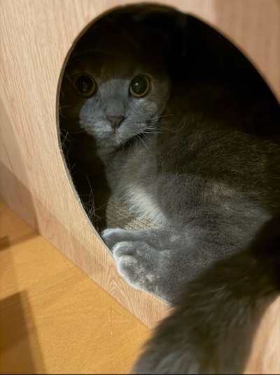ティアの写真