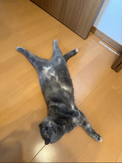 ティアの写真