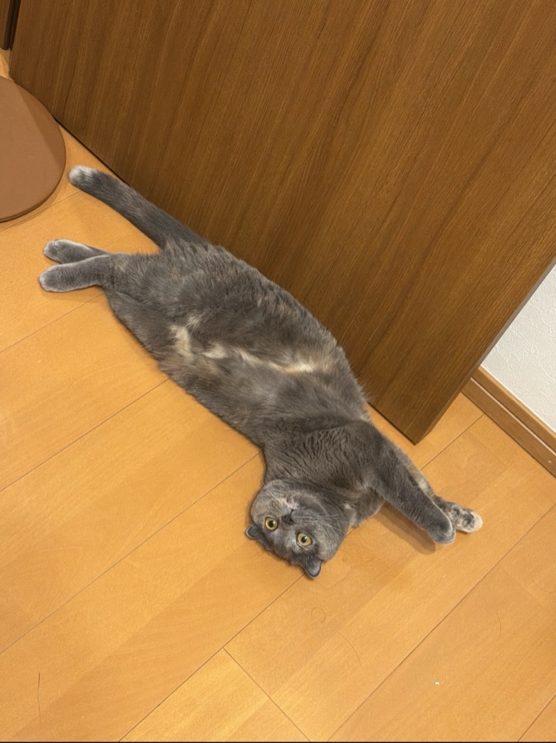 ティアの写真