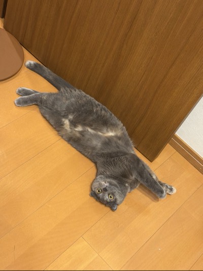 ティアの写真
