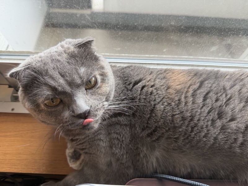 ティアの写真