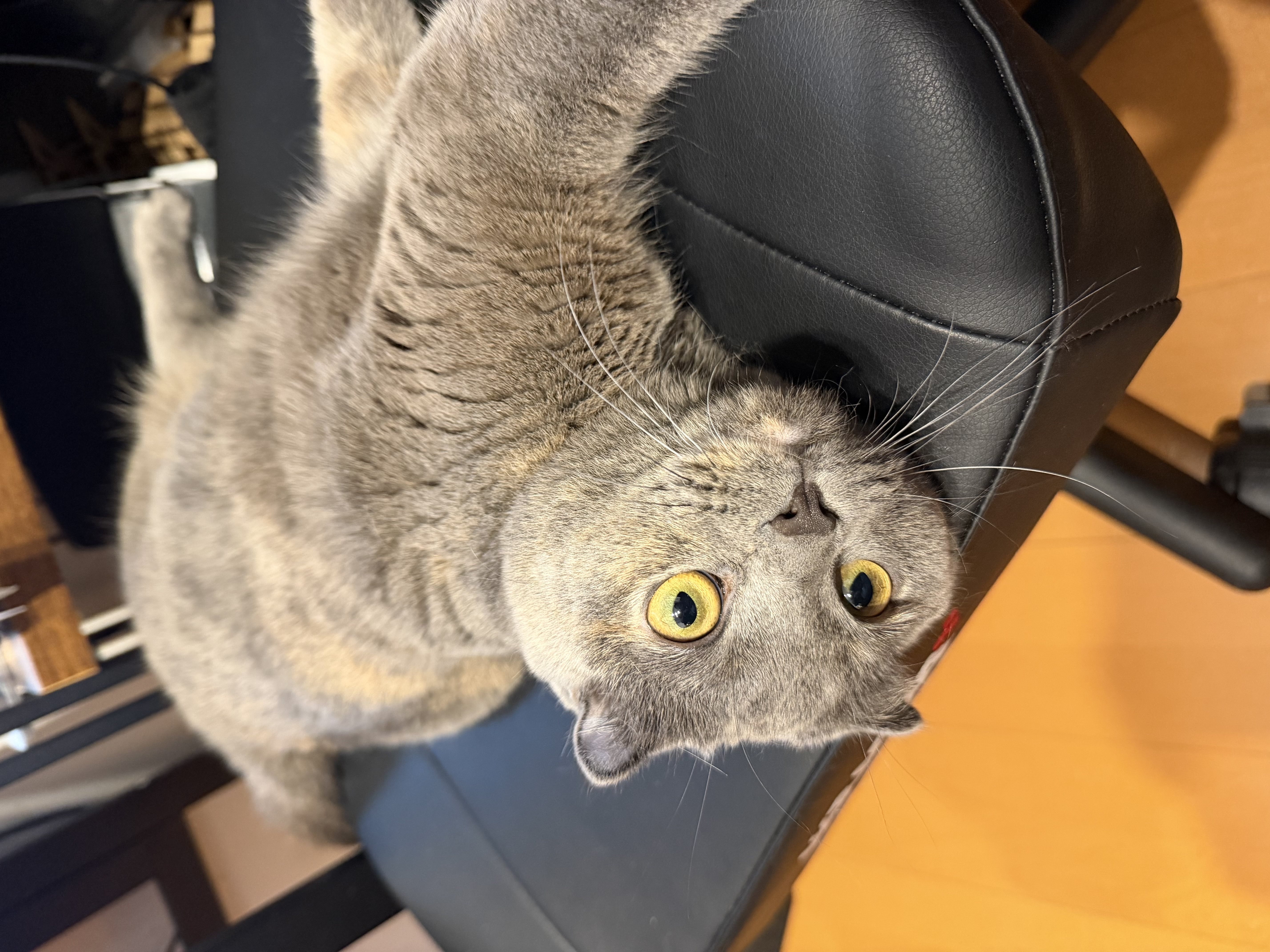 ティアの写真