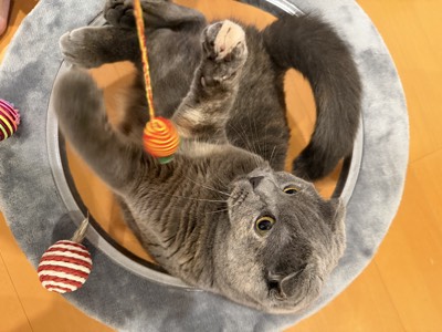 ティアの写真