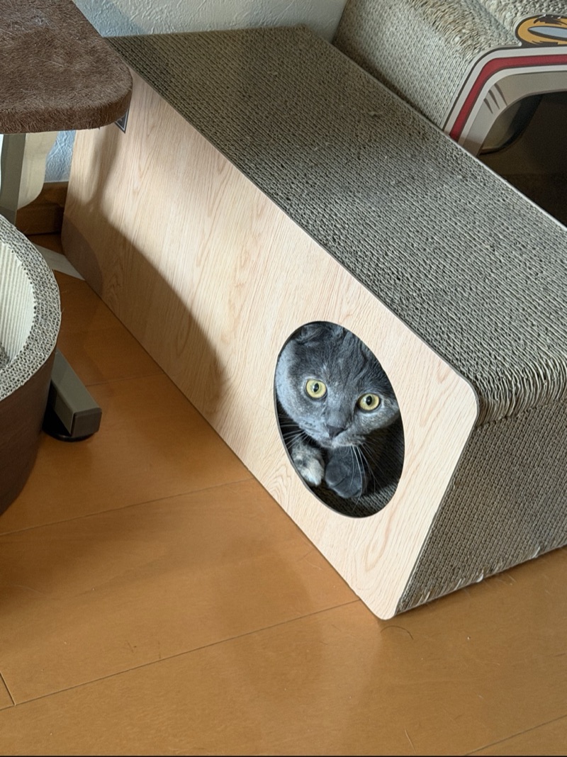 ティアの写真