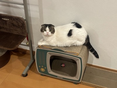 ひめの写真