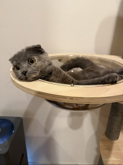 ティアの写真
