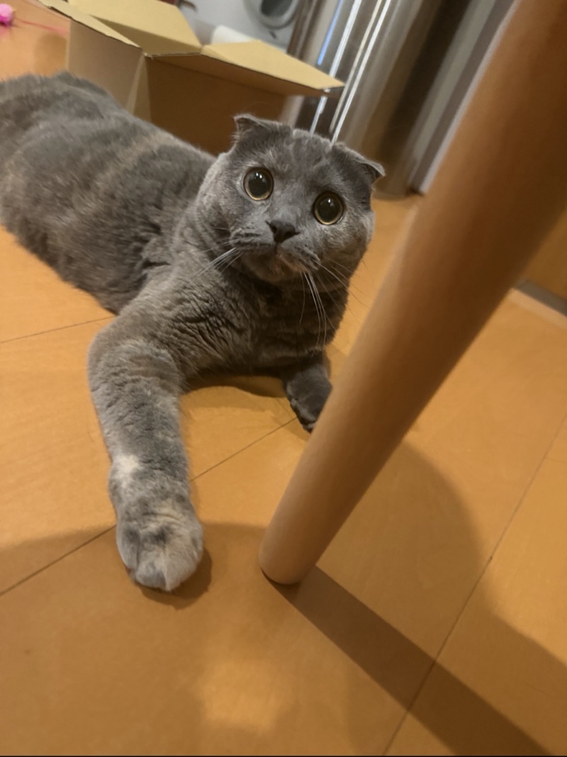 ティアの写真