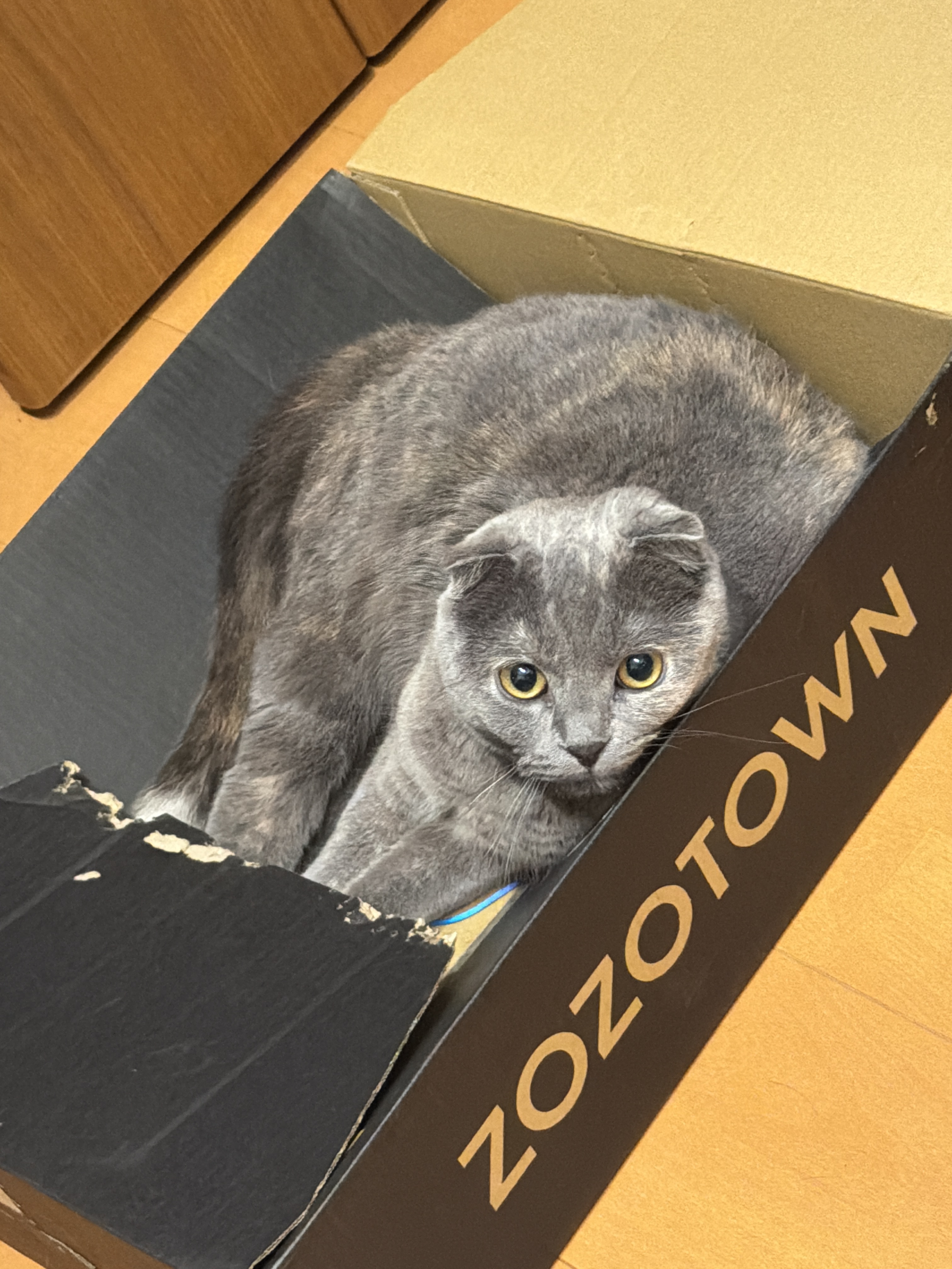 ティアの写真