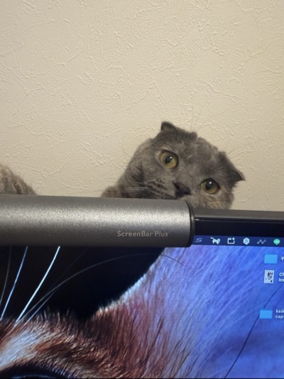 ティアの写真