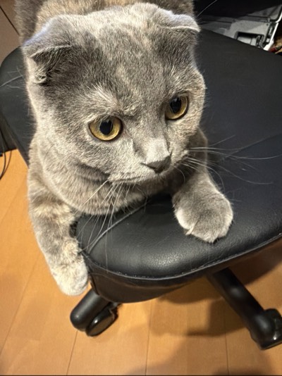 ティアの写真