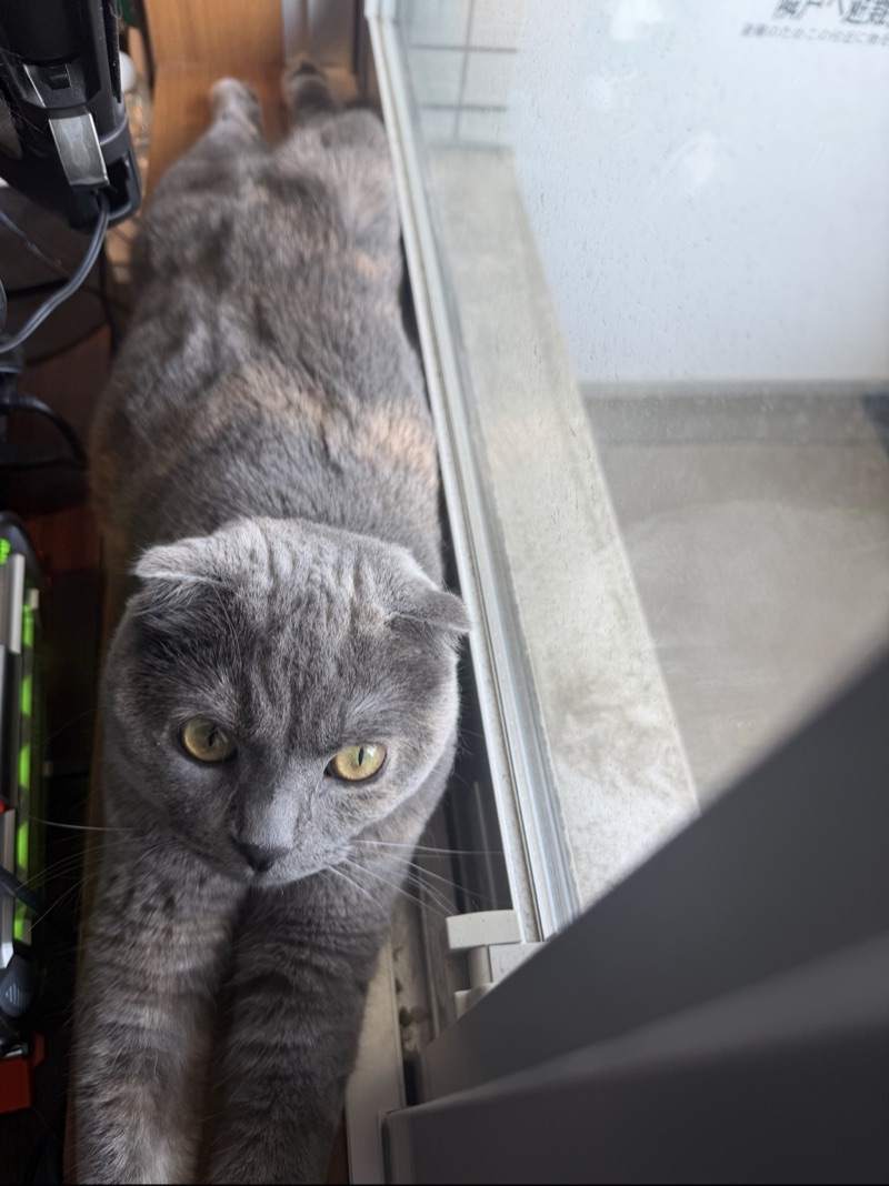 ティアの写真