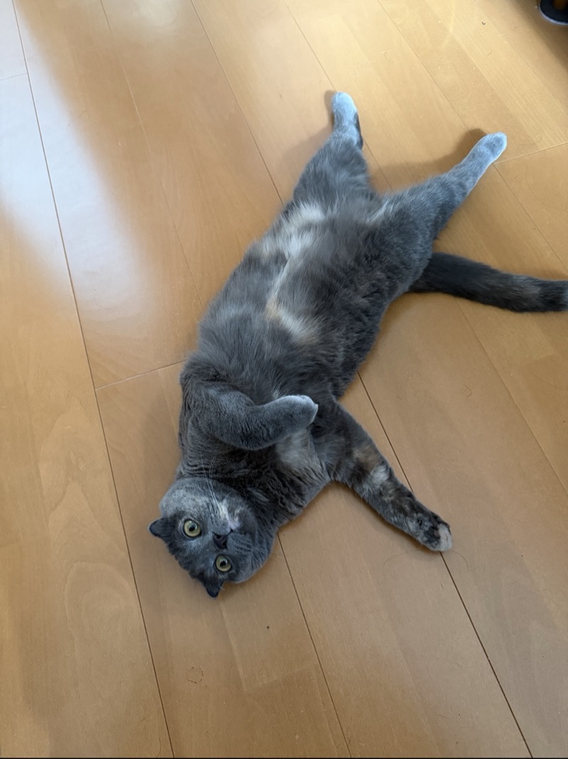 ティアの写真