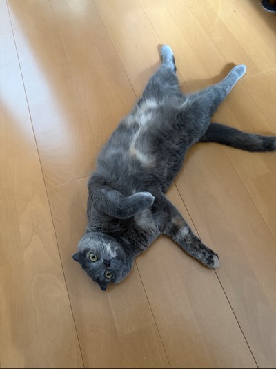 ティアの写真