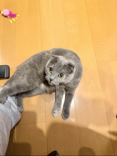 ティアの写真