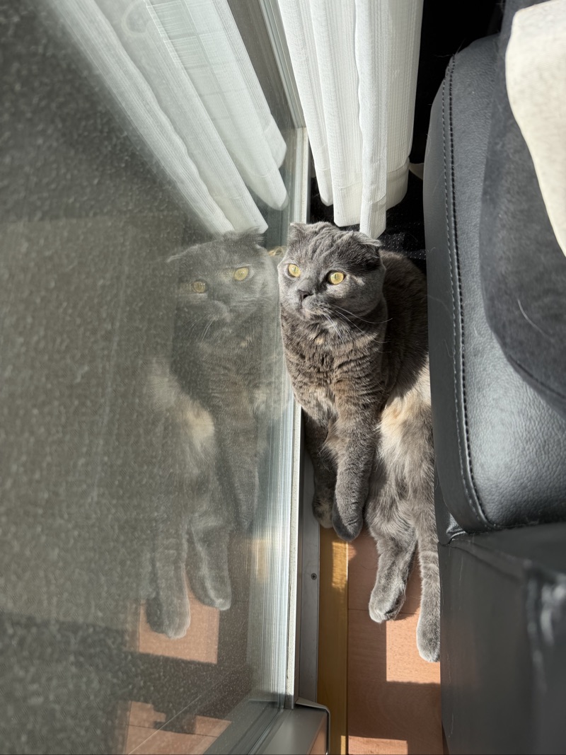 ティアの写真