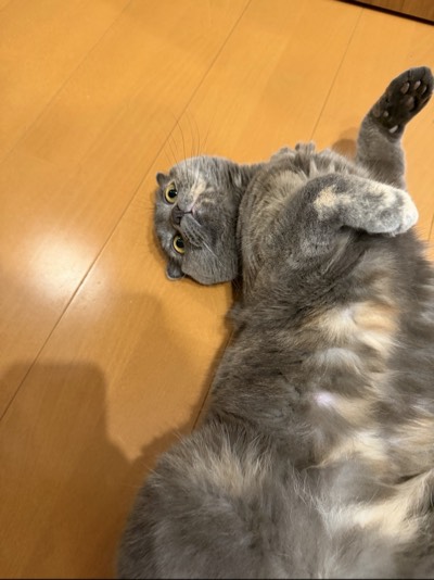 ティアの写真