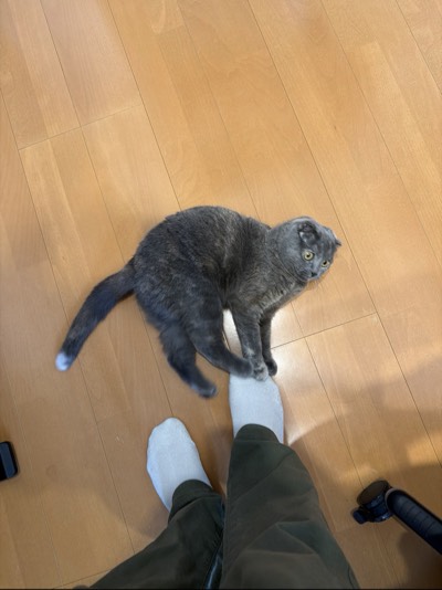 ティアの写真