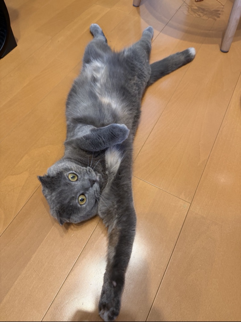 ティアの写真