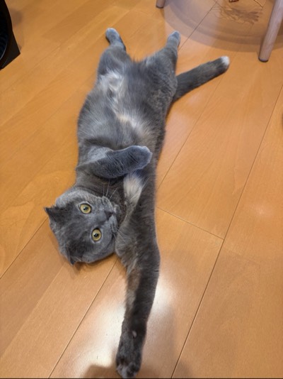 ティアの写真