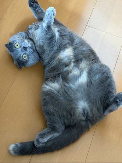 ティアの写真