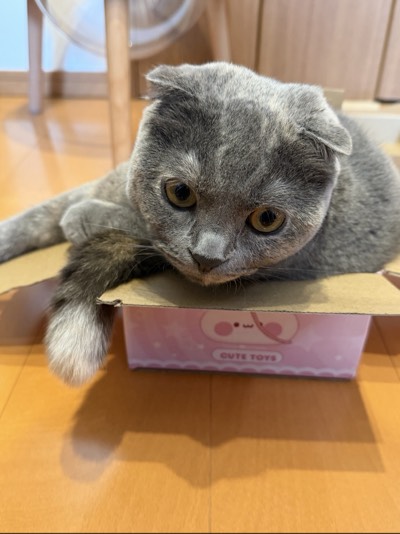 ティアの写真