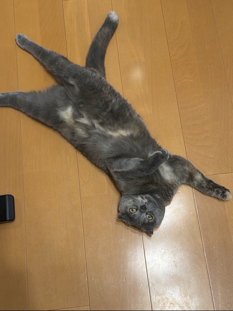 ティアの写真