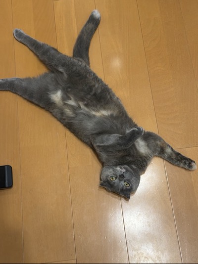 ティアの写真