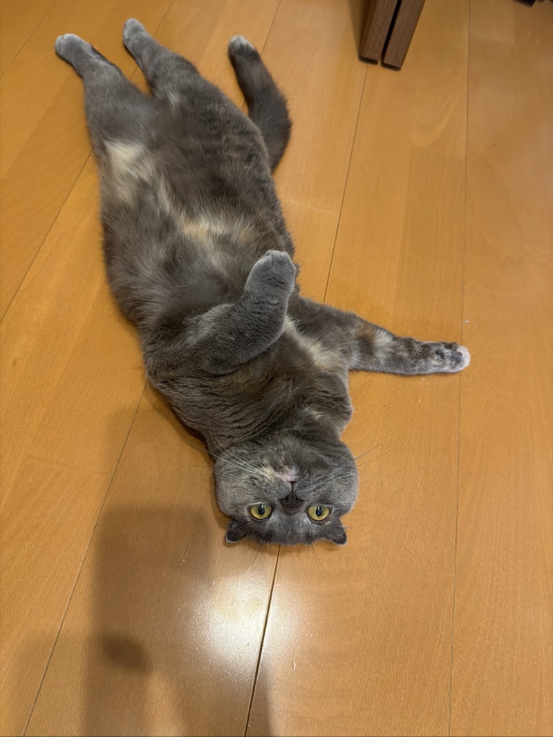 ティアの写真