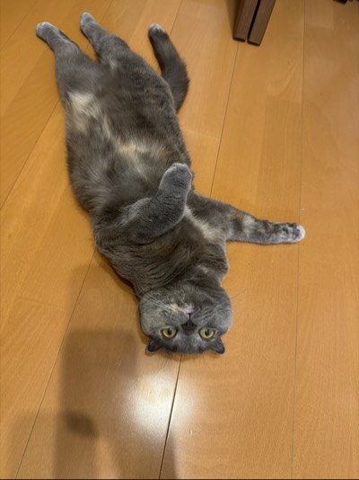 ティアの写真