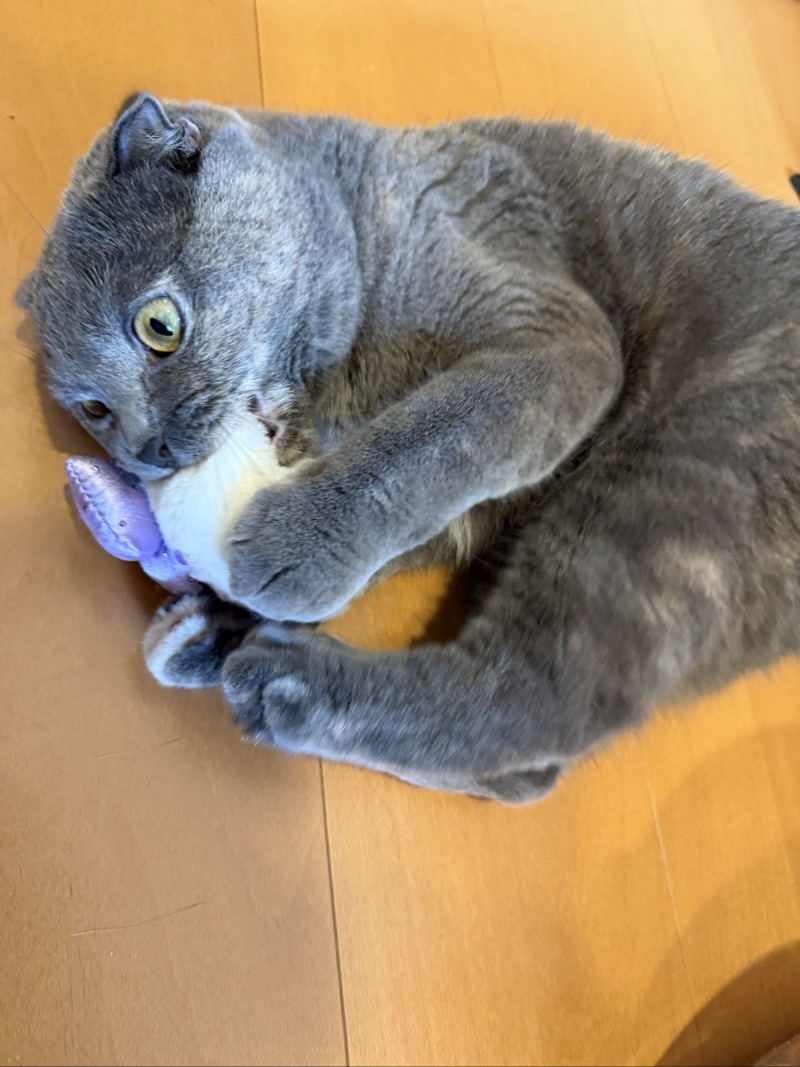 ティアの写真