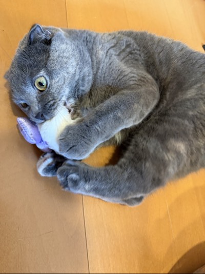 ティアの写真