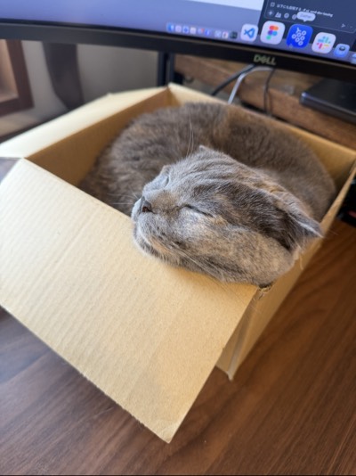 ティアの写真