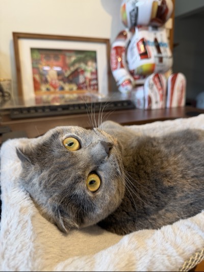 ティアの写真