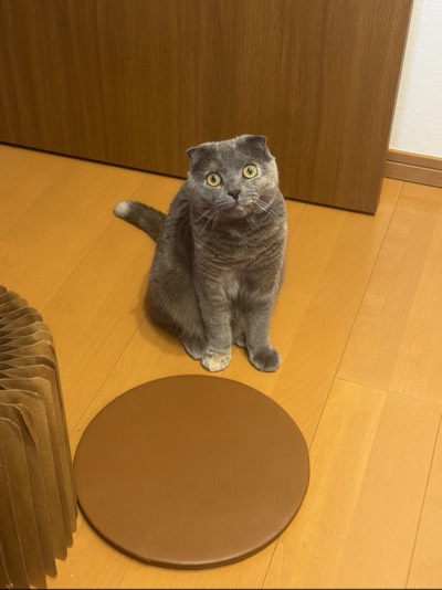ティアの写真