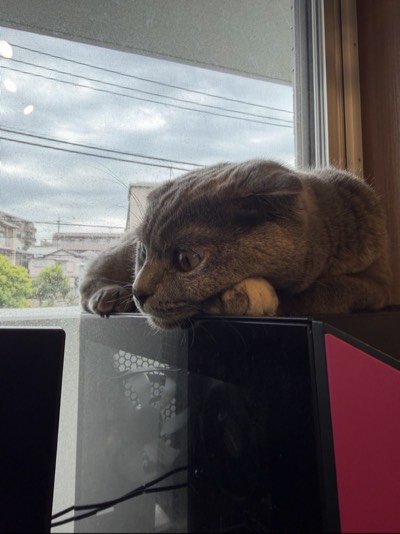 ティアの写真