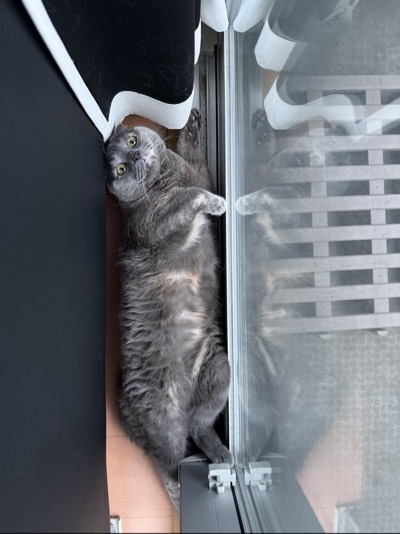 ティアの写真