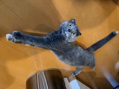 ティアの写真