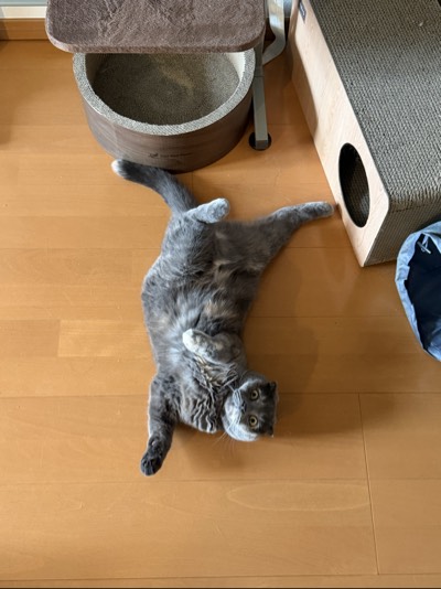 ティアの写真