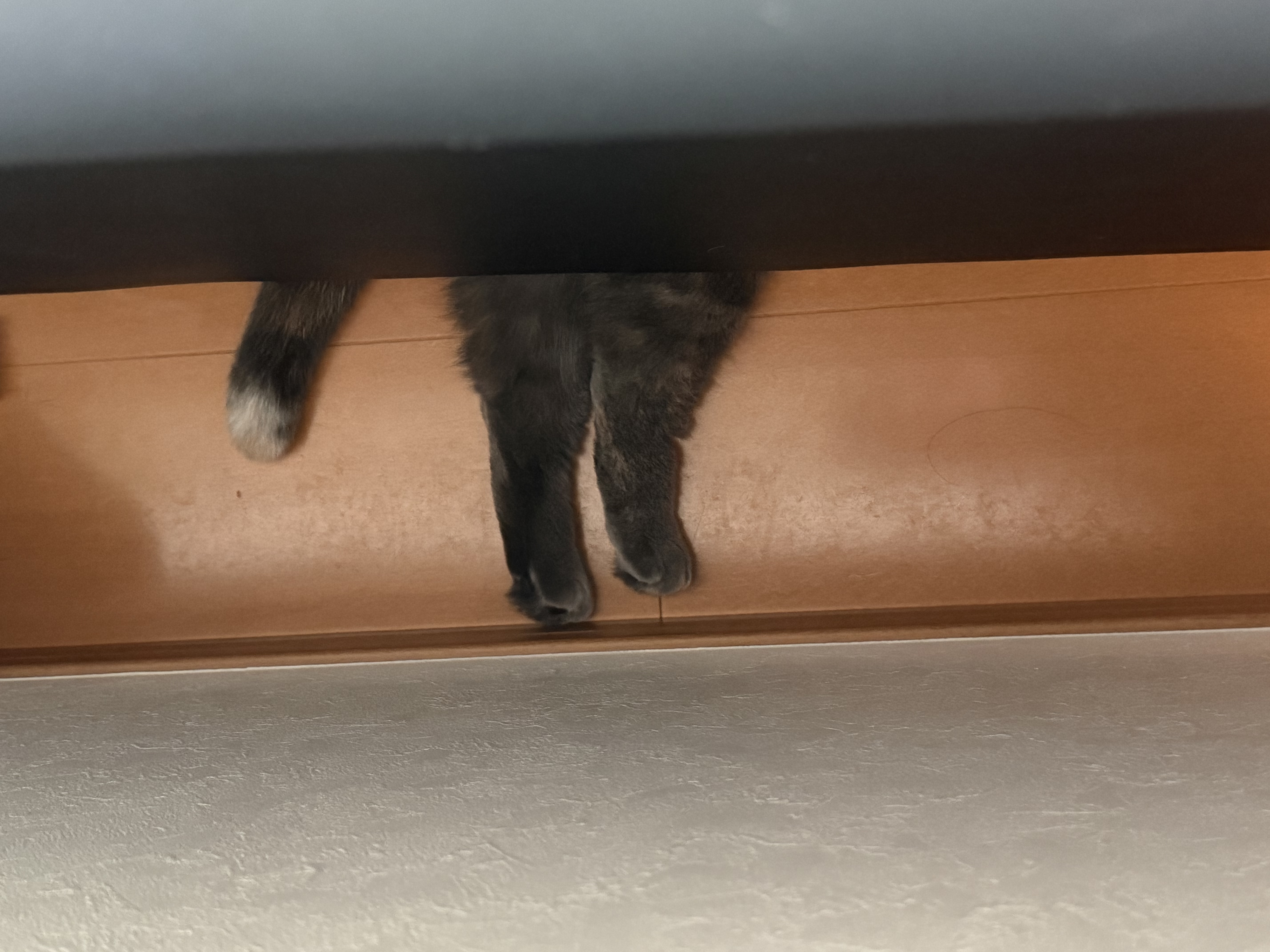 ティアの写真