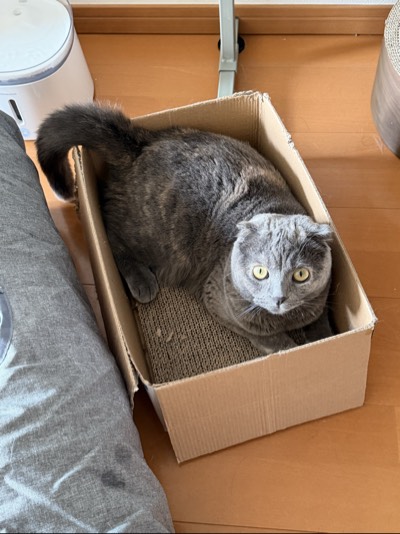 ティアの写真