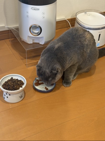 ティアの写真