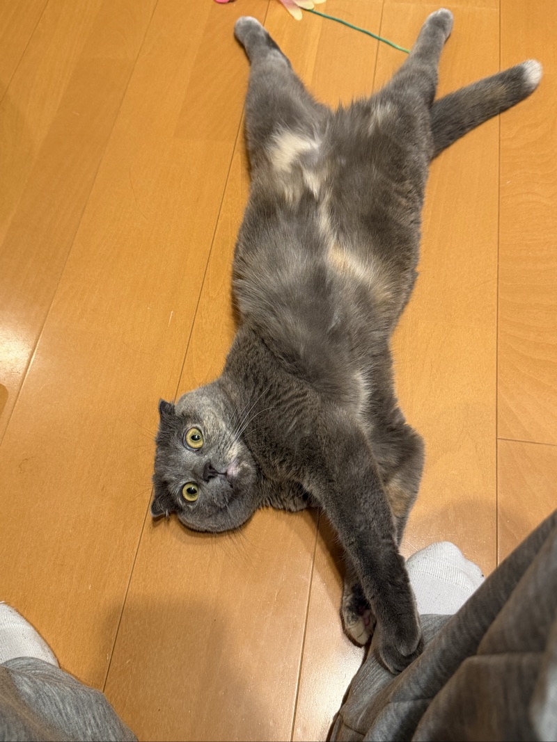 ティアの写真