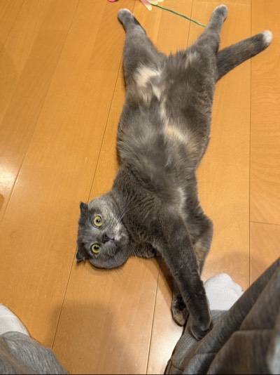 ティアの写真